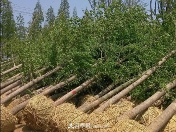 影响苗木移栽成活的原因有哪些