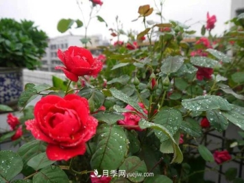 月季，十月那一团红色的梦