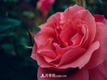 月季绿瓣病的病状和防治方法