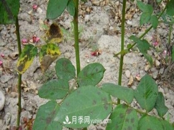 月季霜霉病的防治办法措施