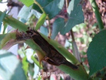 月季枝枯病的病因及防治方法