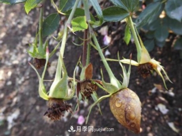 月季灰霉病的防治办法措施
