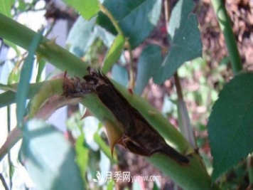 月季枝枯病的防治措施