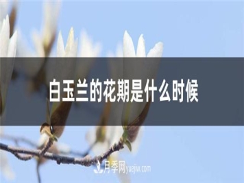 南阳玉兰基地，白玉兰的花期是什么时候