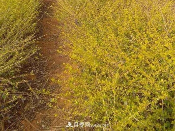 连翘的生长习性，品种与类别的介绍