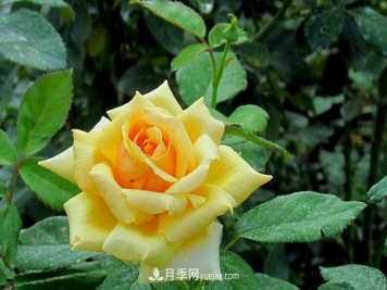 月季花5条养殖方法，花期长达180天，香味浓郁扑满鼻