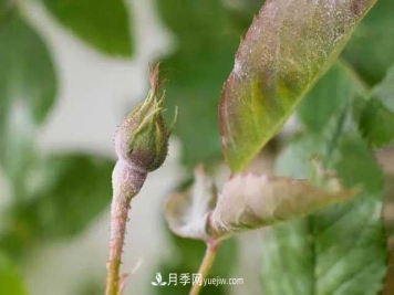 月季花容易招虫，盆里丢两种东西杀菌灭虫效果好