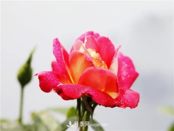 秋冬季节，月季花如何施肥和除虫