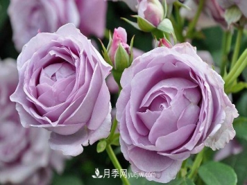 蓝紫色月季经典品种--蓝色风暴