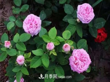 月季冬天如何修剪？冬天能重剪吗？