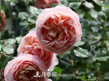 不可错过的经典灌木月季品种介绍大全！