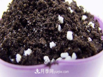 盆栽月季应需要什么样的土壤？
