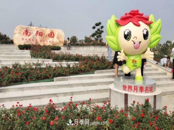 被52座城市共同选为市花的月季有什么魅力？国家园林绿化重大贡献者