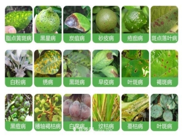 8种花木常用农药介绍，价格便宜效果很好