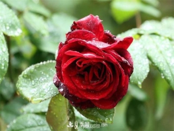 阴雨天对月季还有好处？做好这几点雨水也能当肥料