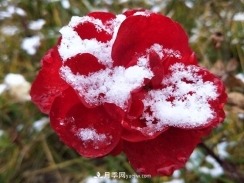 冬天也能叫月季起床开花？几个简单步骤让月季不再赖床
