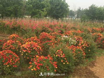 南阳月季花球基地批发价格