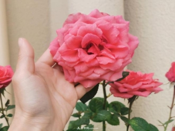 月季花特怕红蜘蛛，治一治，长得更旺更健康