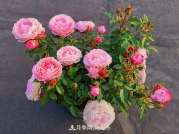 养月季爆盆的4个要素，掌握技巧月季变成开花机