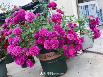 这几个微型月季简直就是移动的香水，不入手亏大了