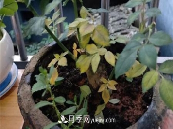 月季花黄叶的原因和处理办法