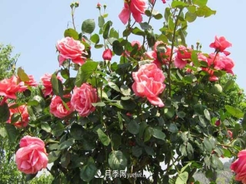为何月季冬剪会很重要？南阳月季花农这一剪让来年花开更旺