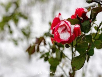 月季花冬天会冻死吗？花对环境的要求比较低