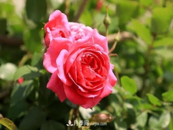 跳过4个雷区，月季花的栽培真的......非常简单