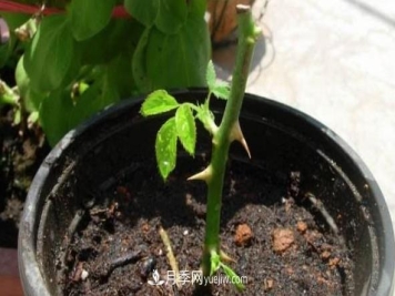 月季该如何扦插，春秋两季这样扦插10-20天就生根