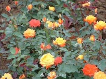 让月季冬季开花，就算再费事，我也想给它安排上