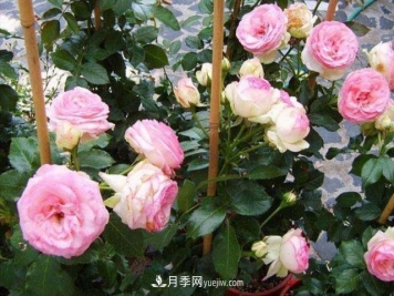 入冬以前要做好5件事，来年月季花长得旺开花多