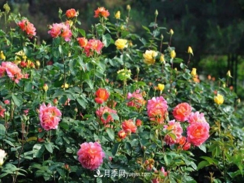 月季养护有哪些技巧？如何提高月季开花数量？