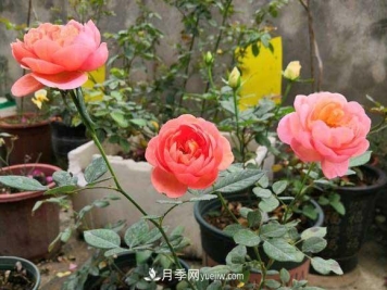 解密月季的花期控制技巧，让月季分期分批、不断开花