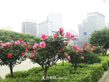 美丽月季为南阳城市增花添彩