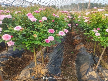 棒棒糖月季这么漂亮，南阳月季花农是如何嫁接出来的？