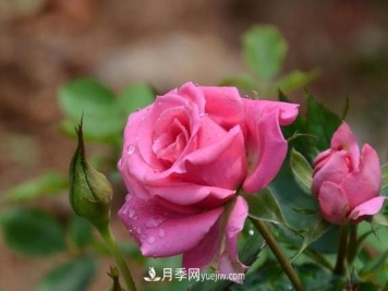 养好月季花没有那么难 掌握这几个技巧就可以