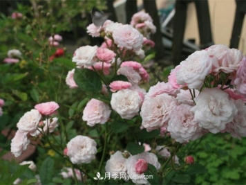 月季病虫害发生及防治