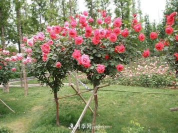 防治月季树常见的虫害