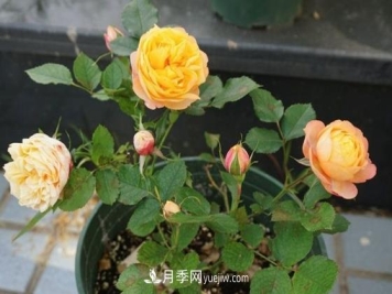 月季秋季养护的重点，如果疏忽这些来年开花就困难了