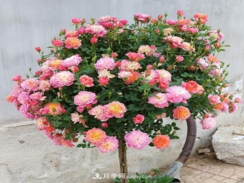 超微型月季嫁接树月多少个芽点最好？