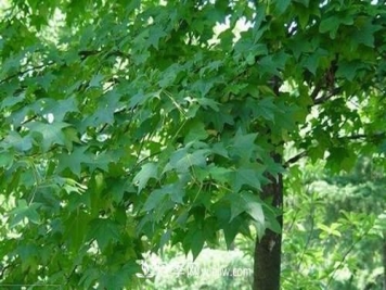 南阳市桐柏县打造中国枫树之乡