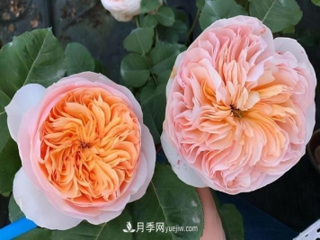 这3个月季品种是阳台霸主，喜欢月季花的人都在种植