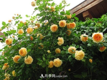 月季扦插苗和嫁接苗的区别及优缺点