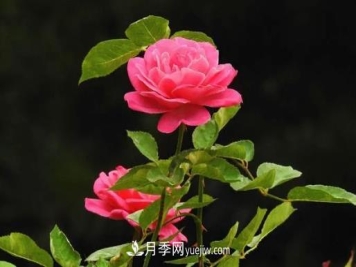 月季秋冬季灌水方面的小知识