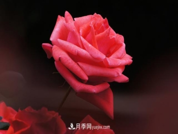 切花月季是什么呢？