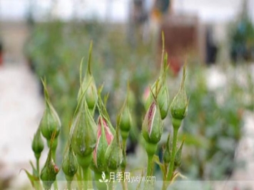 月季花有必要疏蕾吗？
