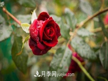 十大最香的月季花排名榜