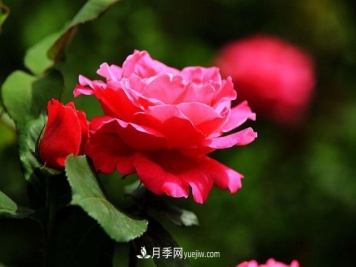 月季叶子如何清理表面灰尘