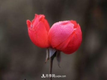 初冬拍月季，花稀别样美