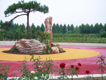 「人物」从南阳销售员到中国推广大使，“月季女王”成长记